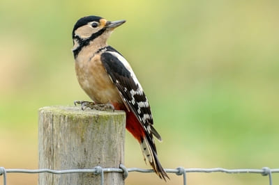 Great spotted woodpecker