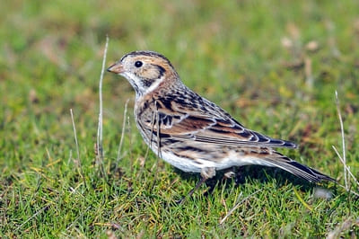 Lapland Bunting