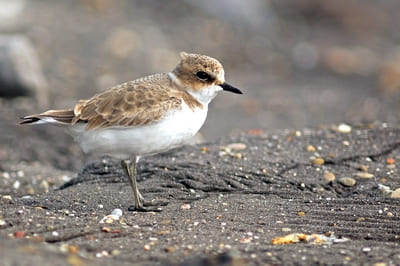 Kentish Plover