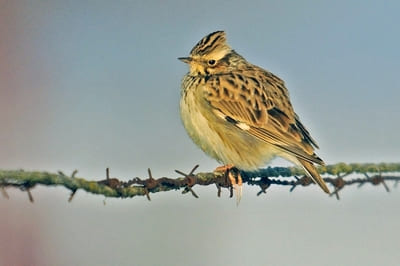 Wood Lark