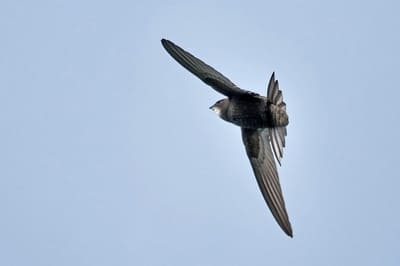 Eurasian Swift