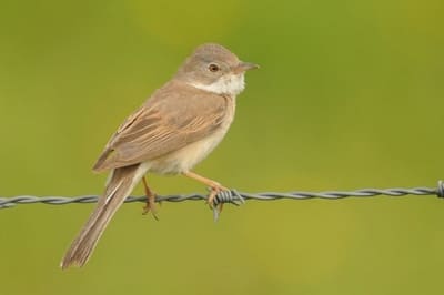 Whitethroat