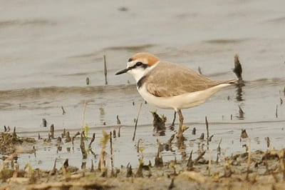 Kentish Plover