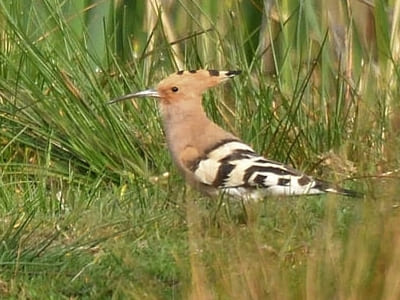 Hoopoe