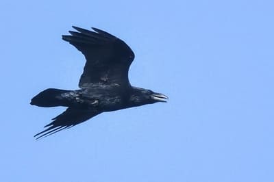 Common Raven