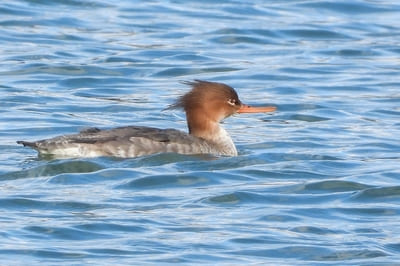 Red-breasted Merganser