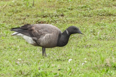 Brent Goose