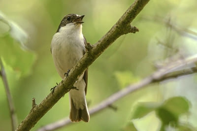 Pied Flycatcher