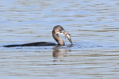 Pigmy Cormorant