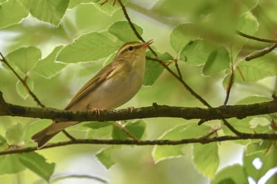 Wood Warbler