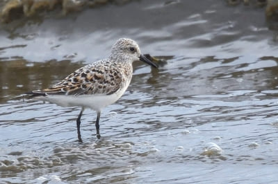 Sanderling