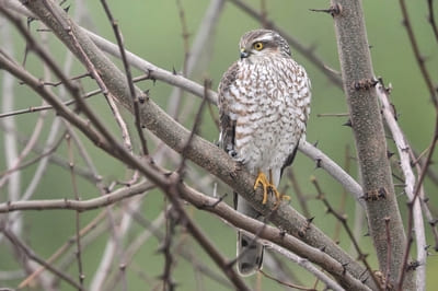 Northern Sparrow Hawk