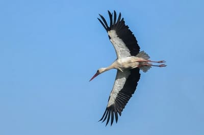 White Stork