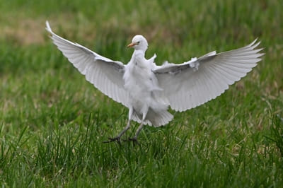 Cattle Egret