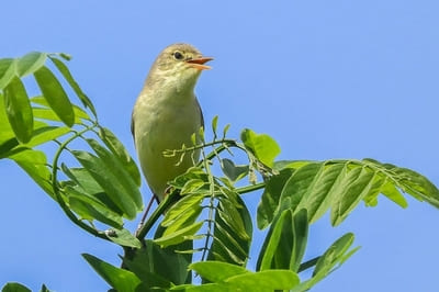 Melodious Warbler