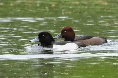 Ferruginous Duck