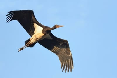 Black Stork