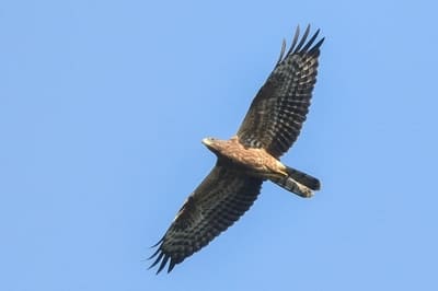 European Honey-buzzard