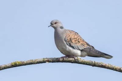 European turtle dove