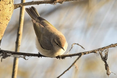 Siberian Chiffchaff