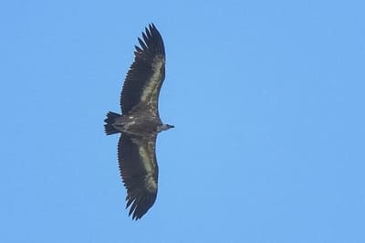 Griffon Vulture