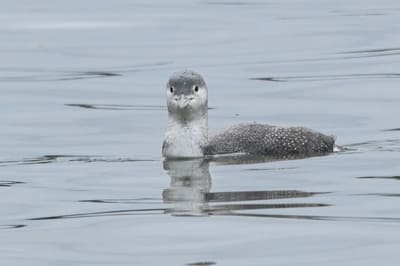 Red-throated Diver