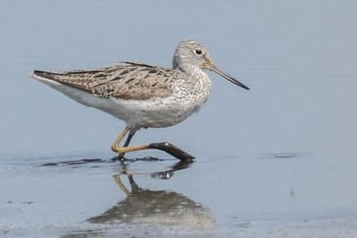 Common Greenshank