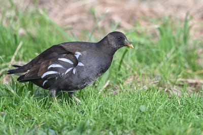 Moorhen