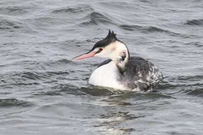 Great Crested Grebe