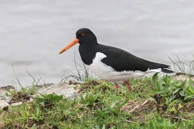 Palaearctic Oystercatcher