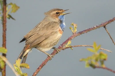 Bluethroat