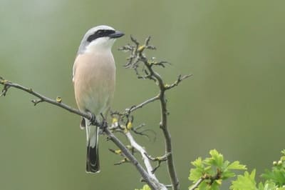 Red-backed Shrike