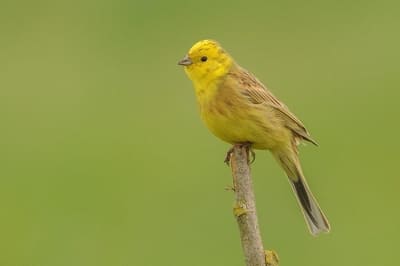 Yellowhammer