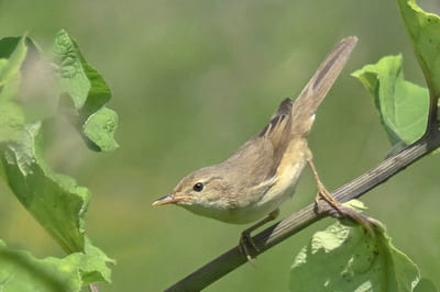 Marsh Warbler