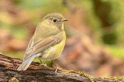 Red-flanked Bluetail