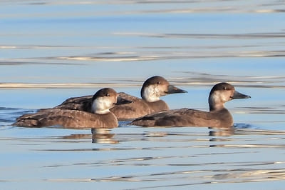 Black Scoter