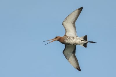 Black-tailed Godwit