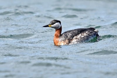 Red-necked Grebe