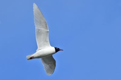 Mediterranean Gull