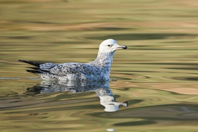 Caspian Gull