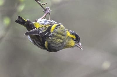 Spruce Siskin