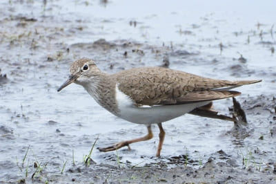 Common Sandpiper