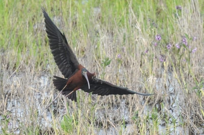 Glossy Ibis