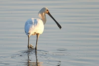 White Spoonbill