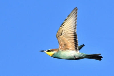 European Bee Eater